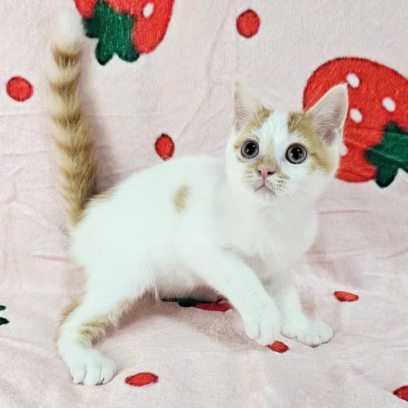 販売中の千葉県のマンチカン-130961の6枚目