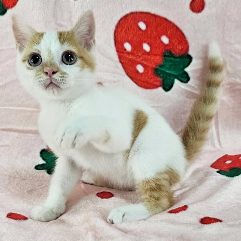 販売中の千葉県のマンチカン-130961の5枚目