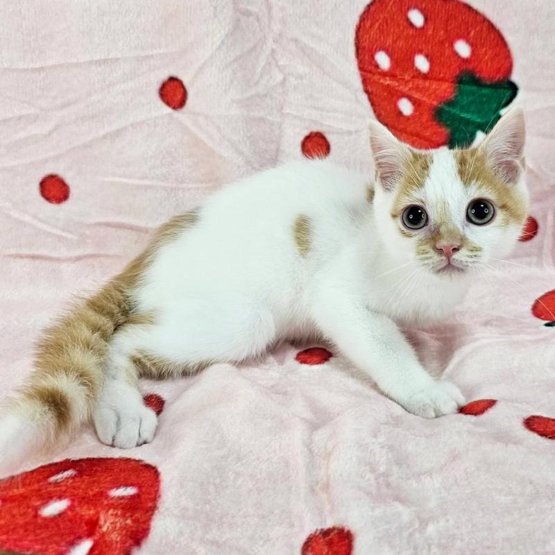 販売中の千葉県のマンチカン-130961の4枚目