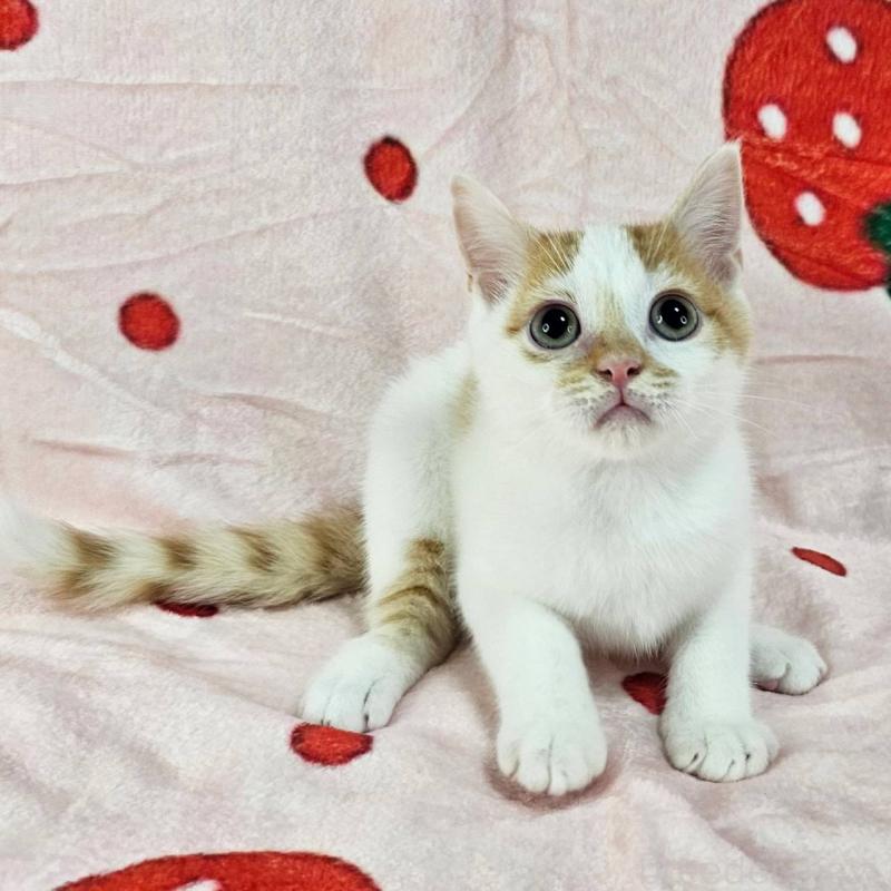 販売中の千葉県のマンチカン-130961の3枚目