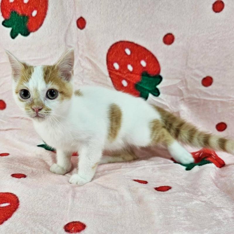 販売中の千葉県のマンチカン-130961の2枚目