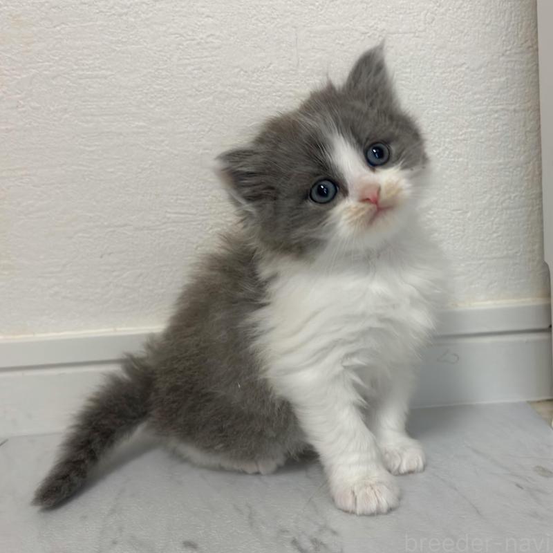 販売中の愛知県のミヌエット-130959