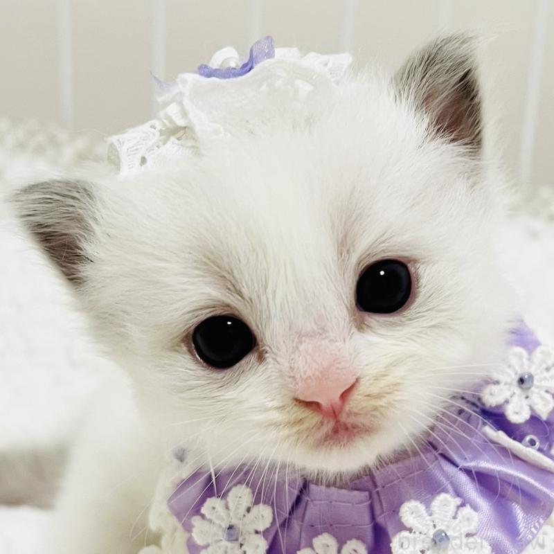 販売中の福島県のラグドール-130960の1枚目