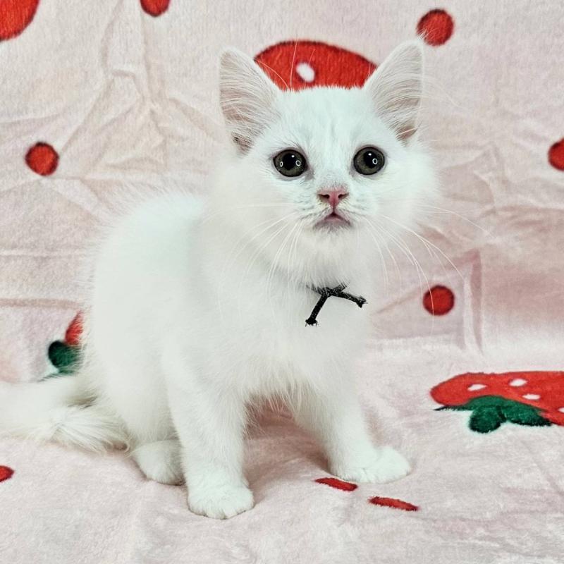 販売中の千葉県のマンチカン-130962の1枚目