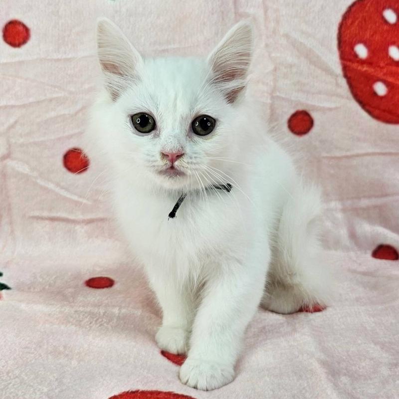 販売中の千葉県のマンチカン-130962の6枚目