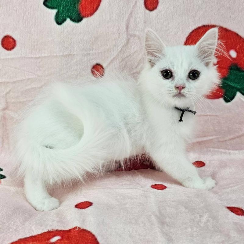 販売中の千葉県のマンチカン-130962の5枚目