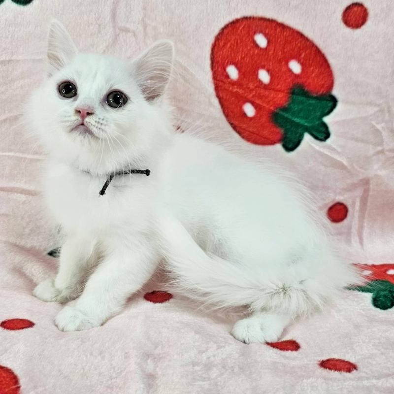 販売中の千葉県のマンチカン-130962の4枚目