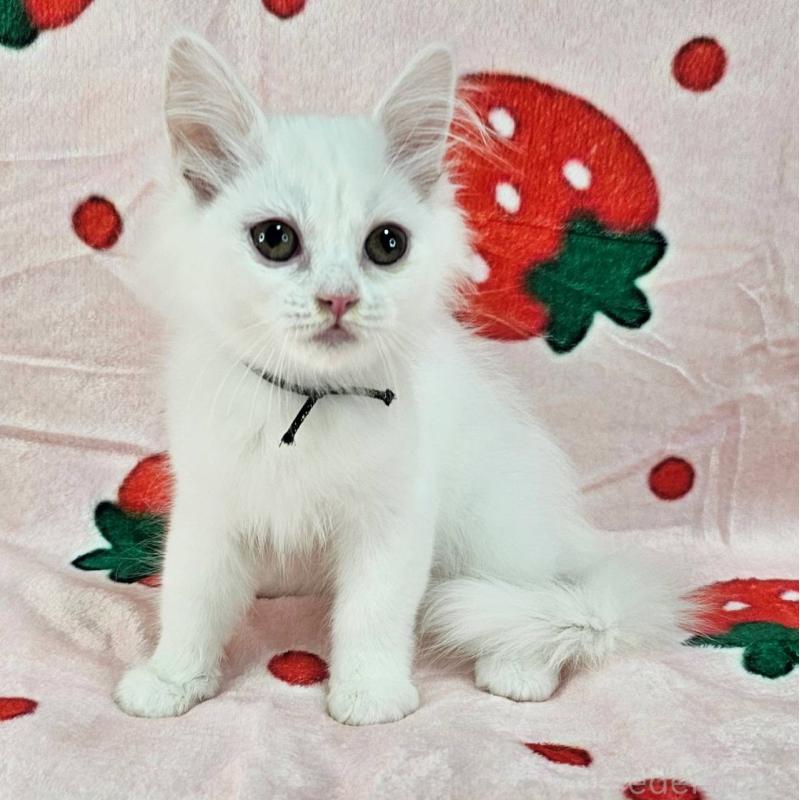 販売中の千葉県のマンチカン-130962の3枚目