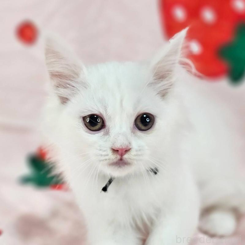 販売中の千葉県のマンチカン-130962の2枚目