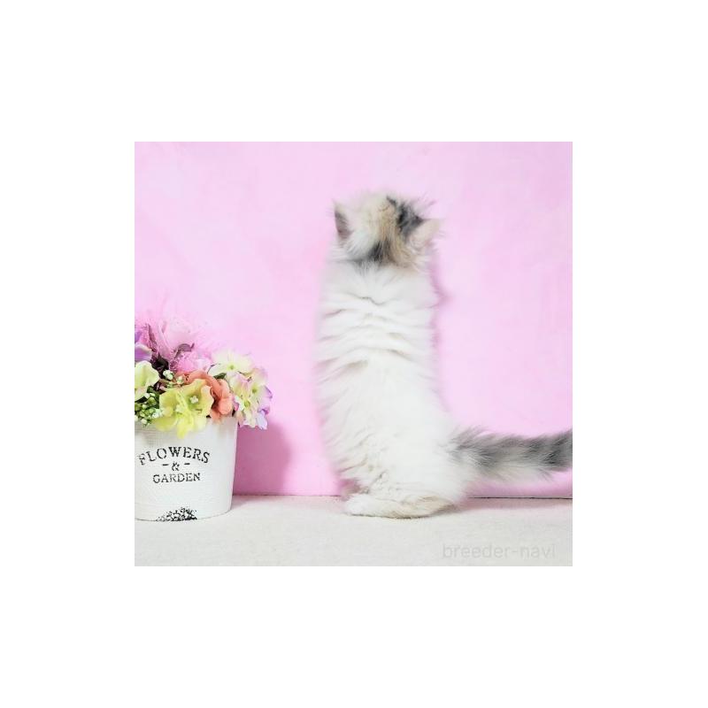 販売中の群馬県のマンチカン(短足)-130964の6枚目