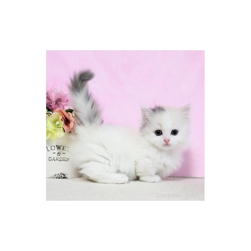 販売中の群馬県のマンチカン(短足)-130964の5枚目