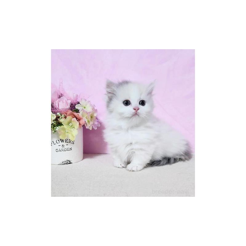 販売中の群馬県のマンチカン(短足)-130964の4枚目