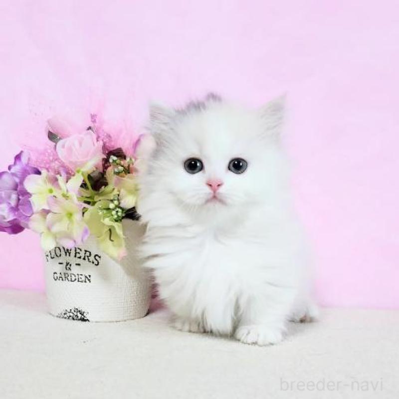 販売中の群馬県のマンチカン(短足)-130964