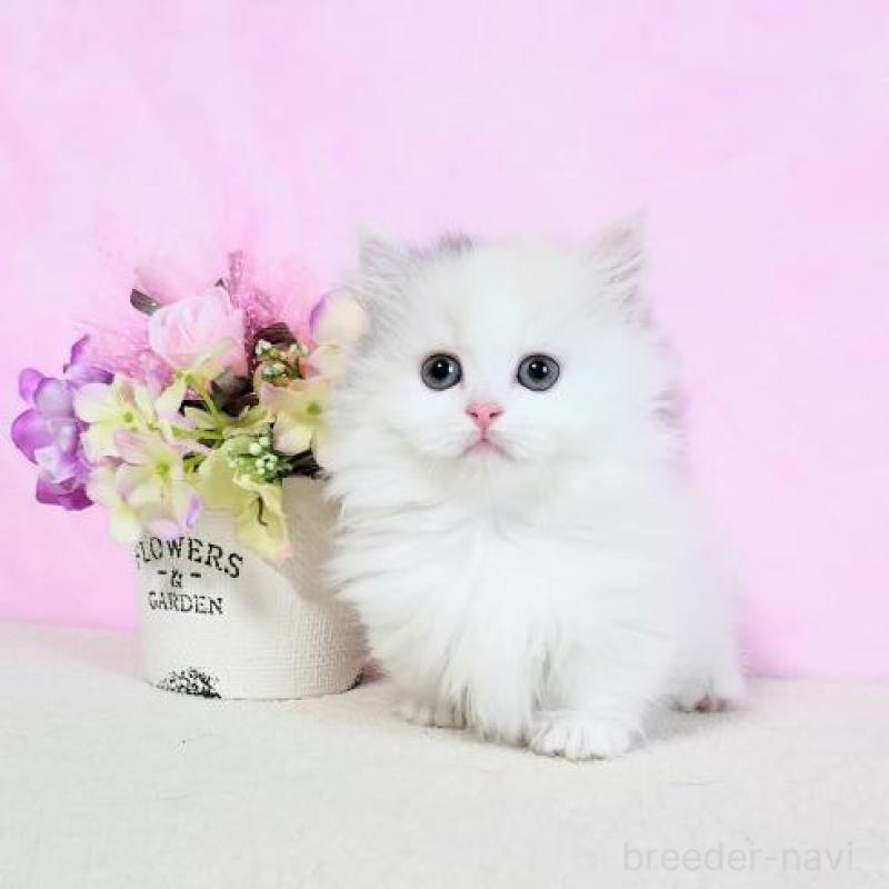 販売中の群馬県のマンチカン(短足)-130964の3枚目