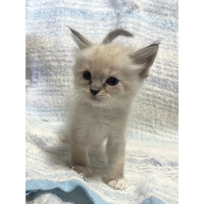 販売中の東京都のサイベリアン-130970の3枚目