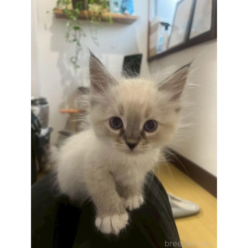 販売中の東京都のサイベリアン-130970の2枚目