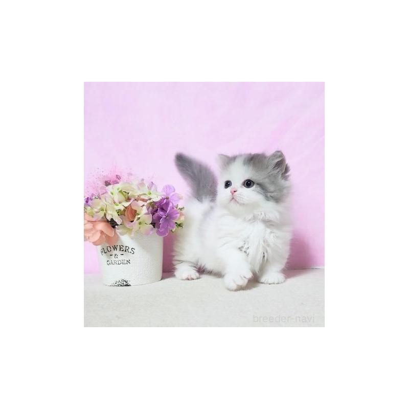 販売中の群馬県のミヌエット(短足)-130965の5枚目