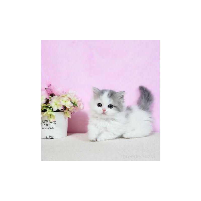 販売中の群馬県のミヌエット(短足)-130965の6枚目