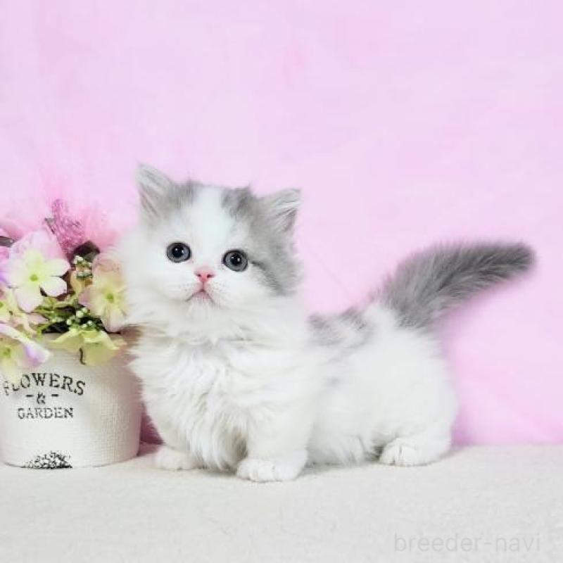 販売中の群馬県のミヌエット(短足)-130965