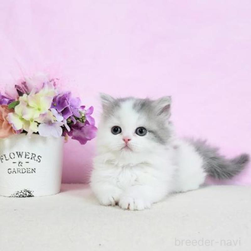 販売中の群馬県のミヌエット(短足)-130965の4枚目