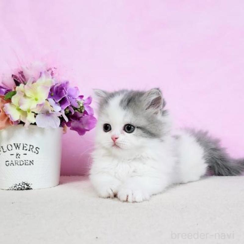 販売中の群馬県のミヌエット(短足)-130965の2枚目