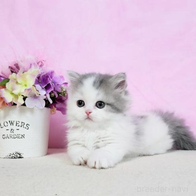 販売中の群馬県のミヌエット(短足)-130965