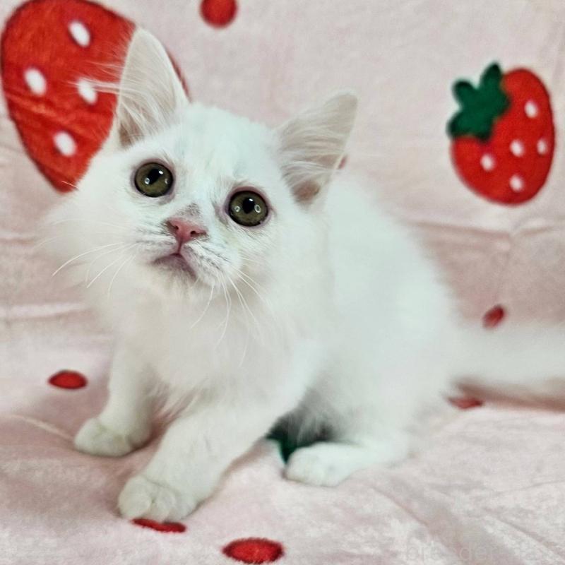 販売中の千葉県のマンチカン-130966