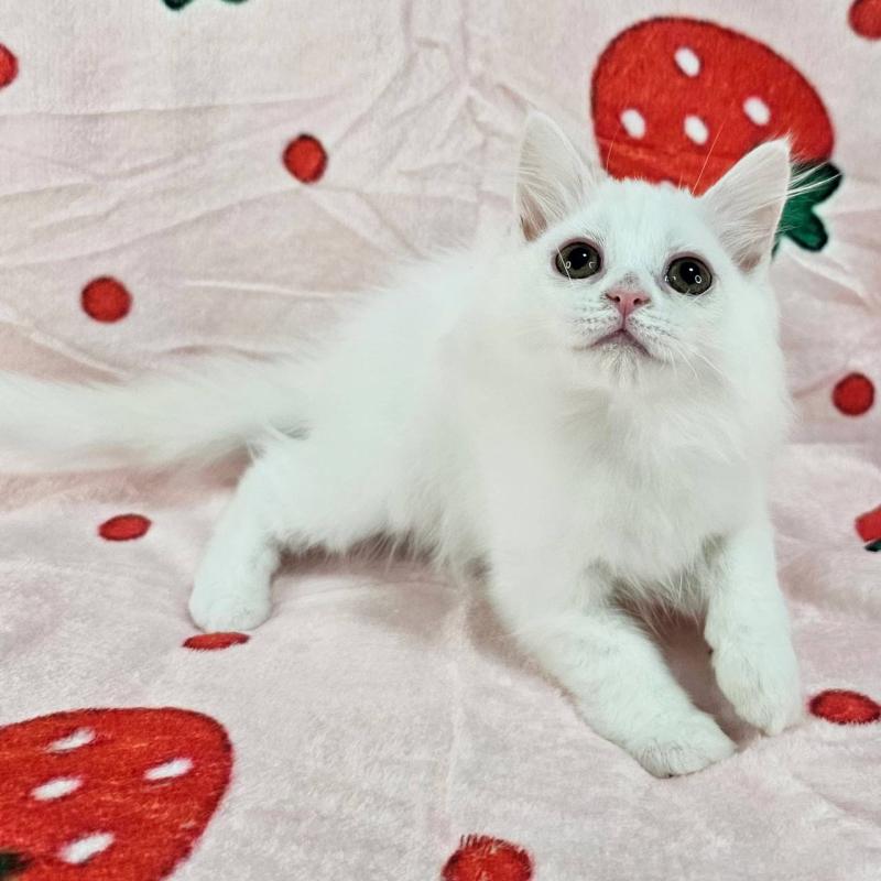 販売中の千葉県のマンチカン-130966の6枚目