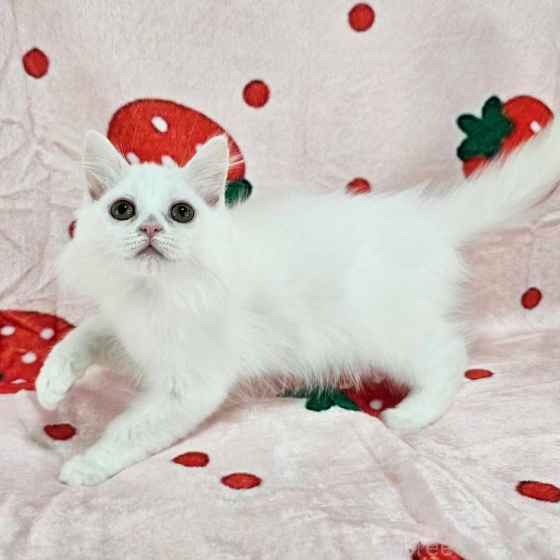 販売中の千葉県のマンチカン-130966の5枚目