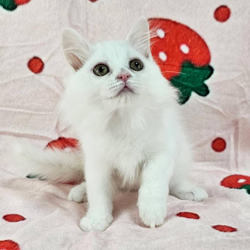 販売中の千葉県のマンチカン-130966の4枚目