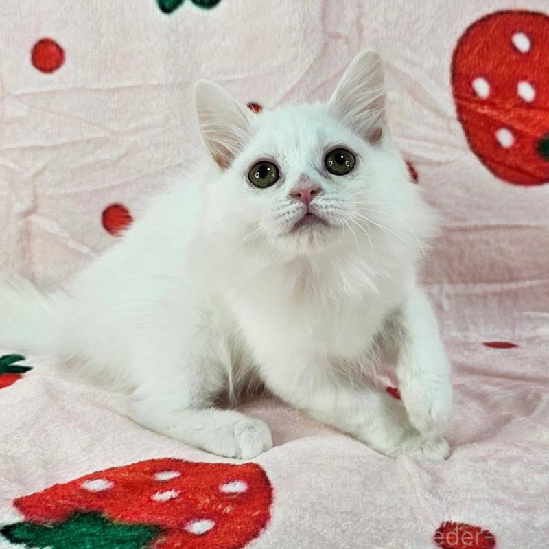 販売中の千葉県のマンチカン-130966の3枚目