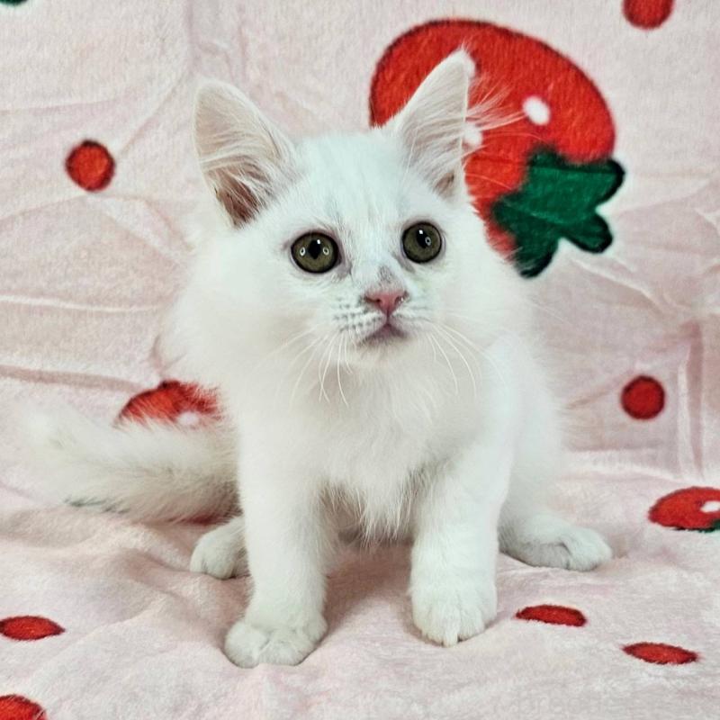 販売中の千葉県のマンチカン-130966の2枚目