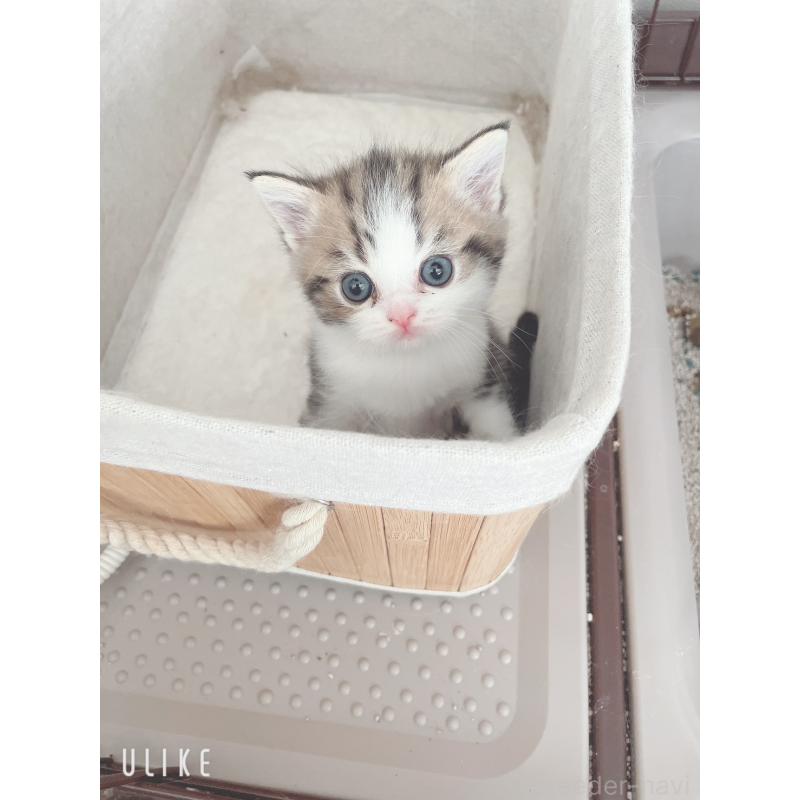 成約済の東京都のミヌエット-129825の6枚目