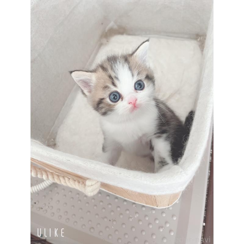 成約済の東京都のミヌエット-129825の5枚目