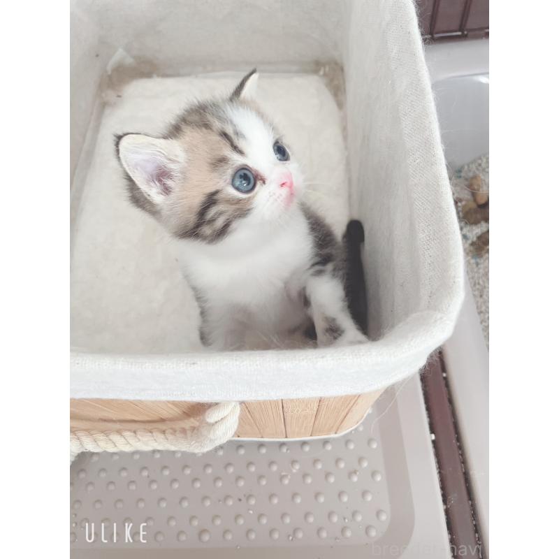 成約済の東京都のミヌエット-129825の4枚目