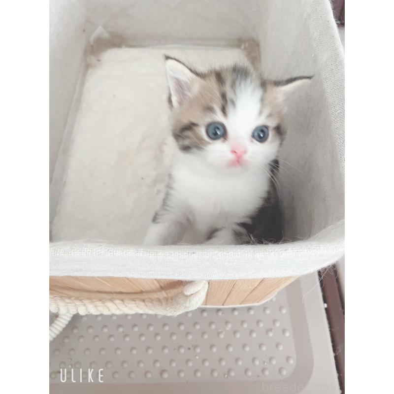 成約済の東京都のミヌエット-129825の3枚目