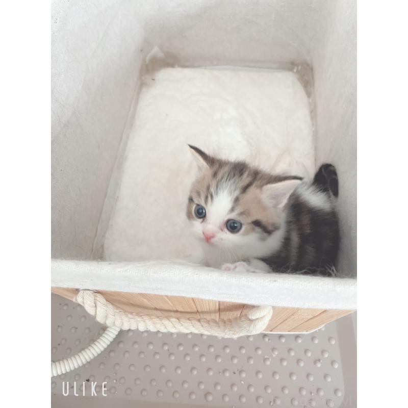 成約済の東京都のミヌエット-129825の2枚目