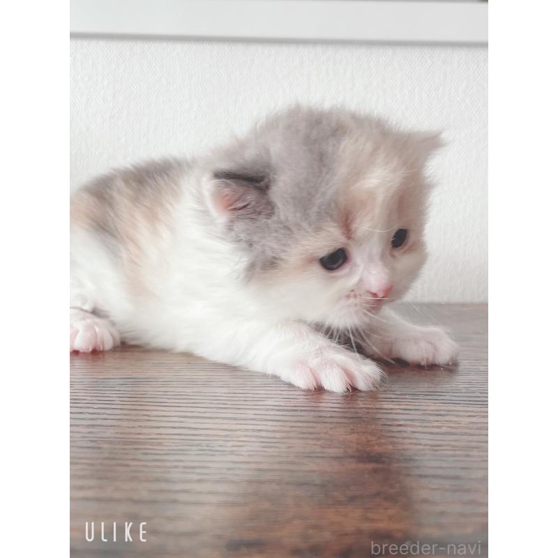 販売中の東京都のミヌエット-130967の7枚目