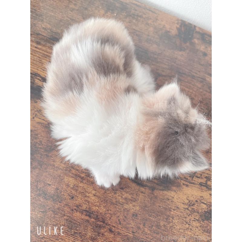 販売中の東京都のミヌエット-130967の5枚目