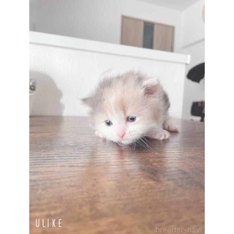 販売中の東京都のミヌエット-130967の4枚目