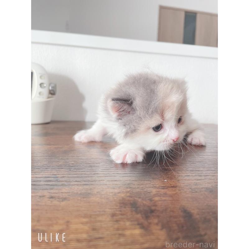 販売中の東京都のミヌエット-130967の3枚目