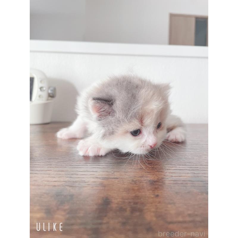 販売中の東京都のミヌエット-130967の2枚目