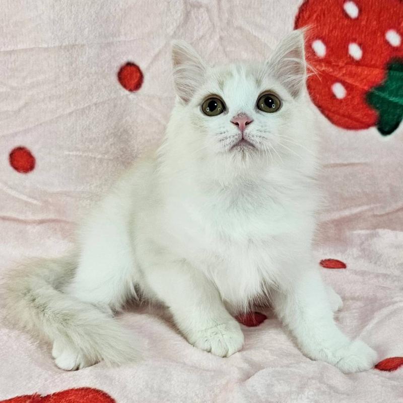 販売中の千葉県のマンチカン-130968