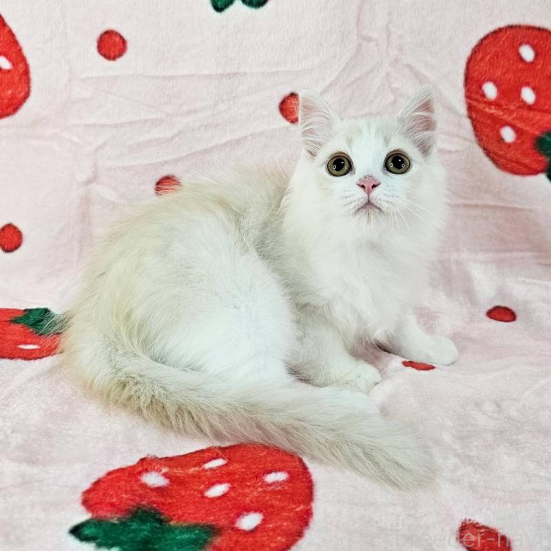 販売中の千葉県のマンチカン-130968の5枚目