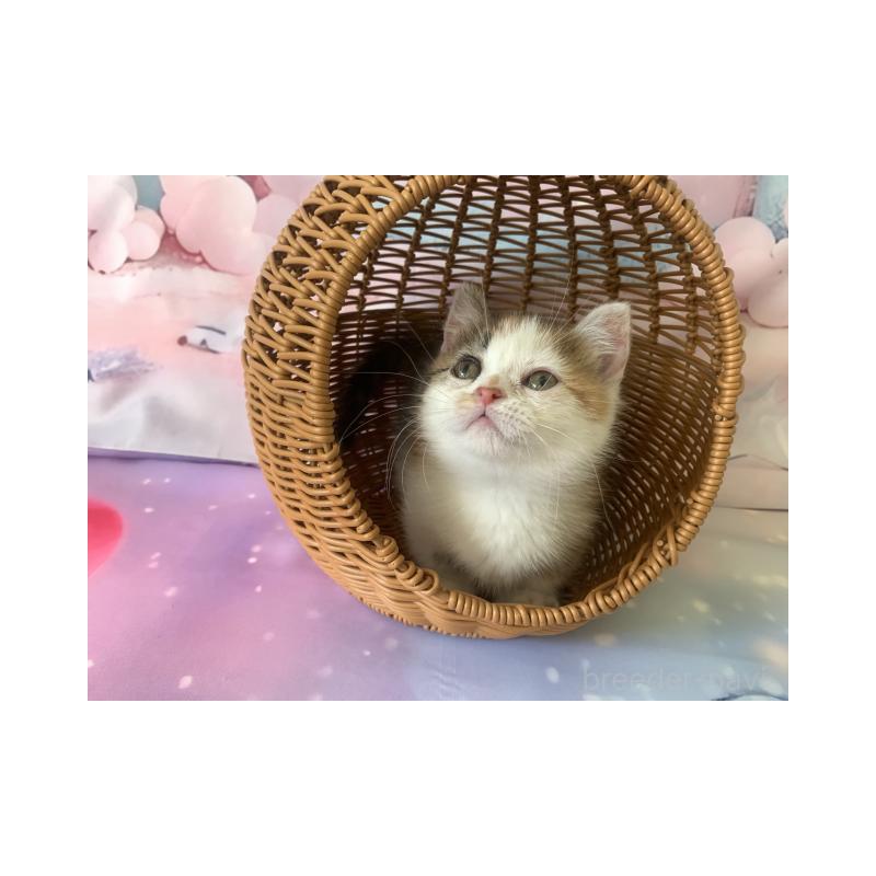 販売中の大阪府のマンチカン(短足)-130969の5枚目