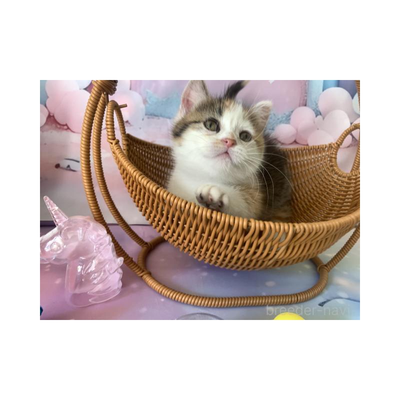 販売中の大阪府のマンチカン(短足)-130969の4枚目