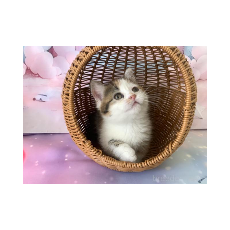 販売中の大阪府のマンチカン(短足)-130969の3枚目