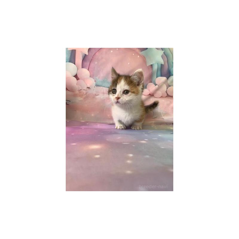 販売中の大阪府のマンチカン(短足)-130969の2枚目