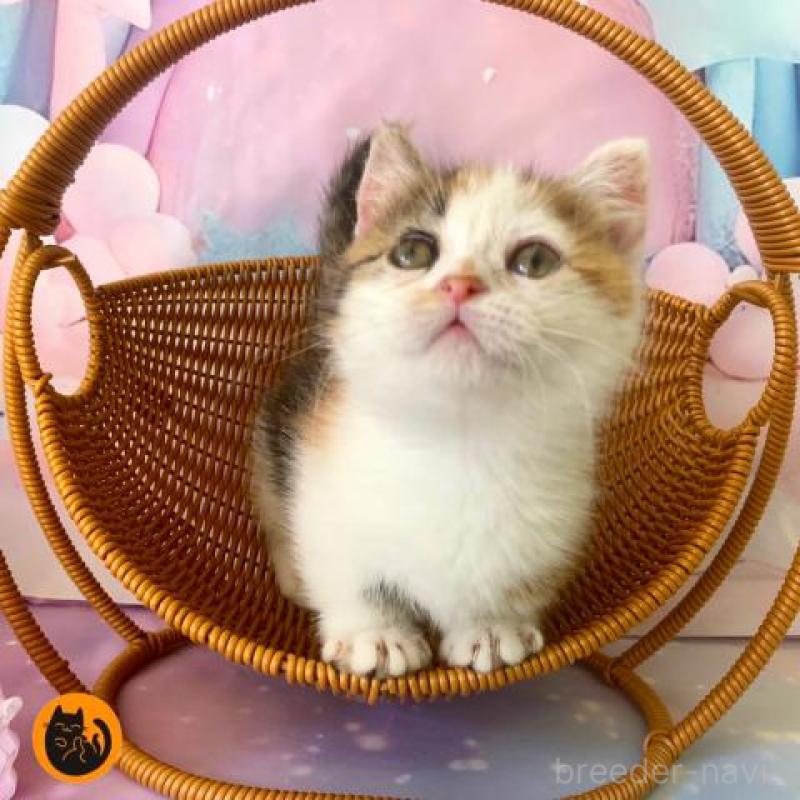 販売中の大阪府のマンチカン(短足)-130969の1枚目