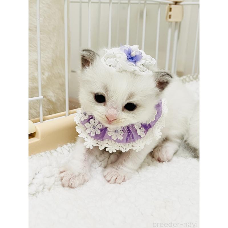 販売中の福島県のラグドール-130960の5枚目